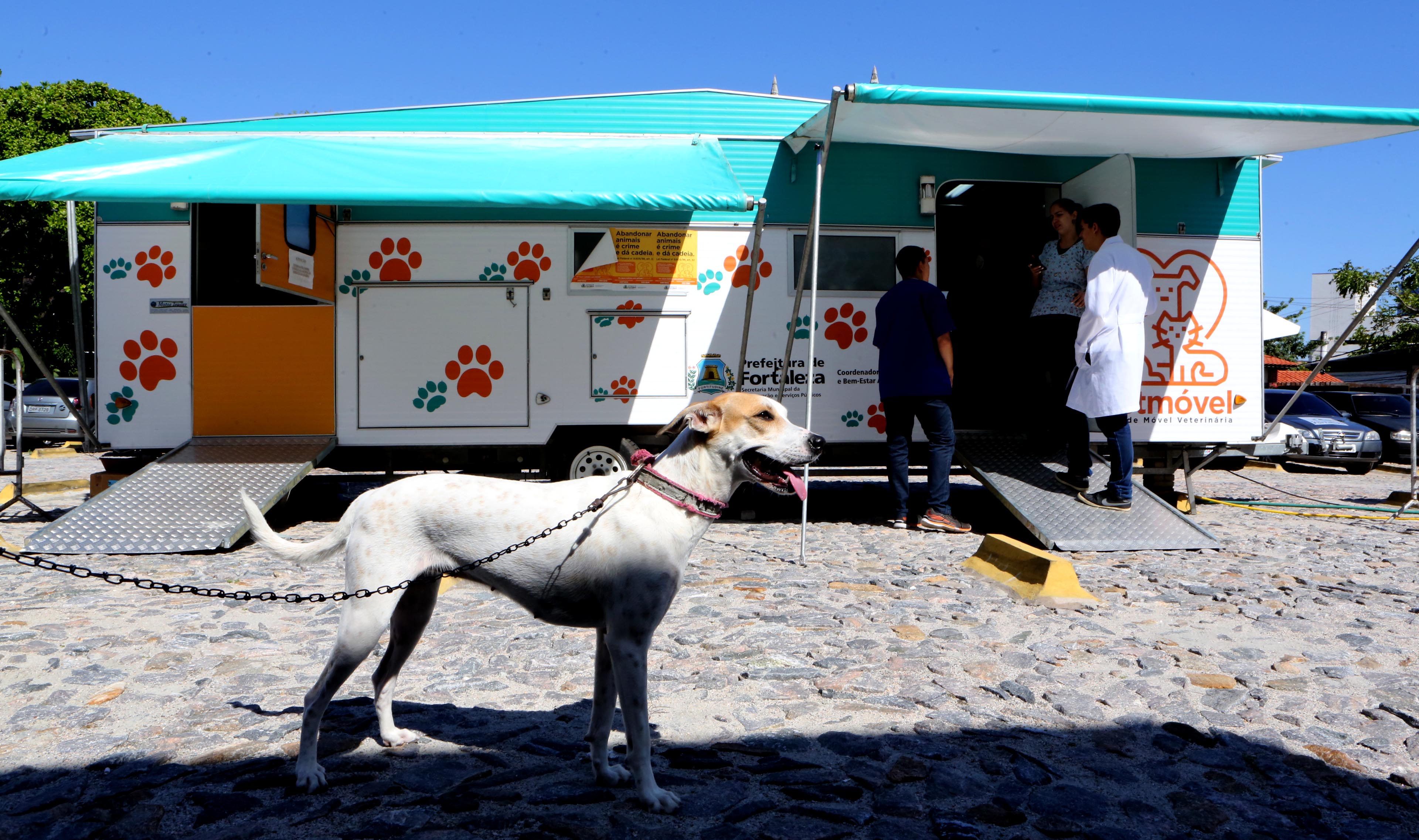 cachorro em frente ao vetmóvel, um conteiner adaptado como clínica veterinária